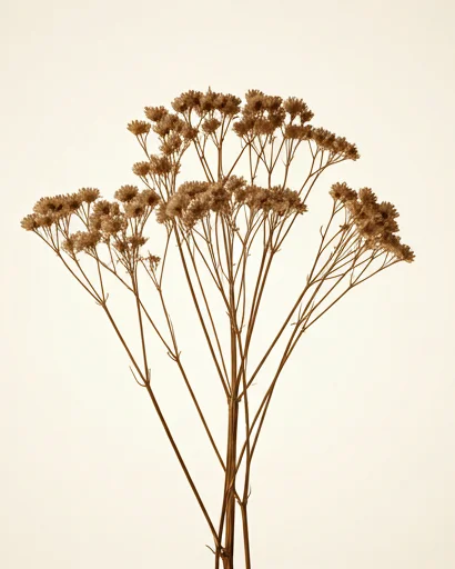 Delicate stems and clusters of dried flowers